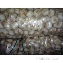 Exportation Ail Blanc Normal